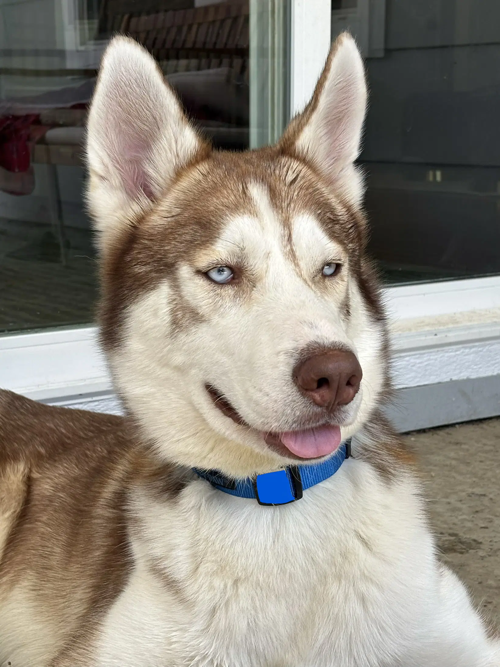 Ricky - Siberian Husky