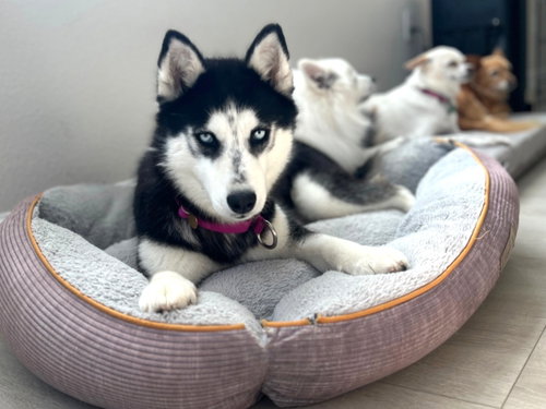 Heidi, an adoptable Siberian Husky in Walnut Creek, CA
