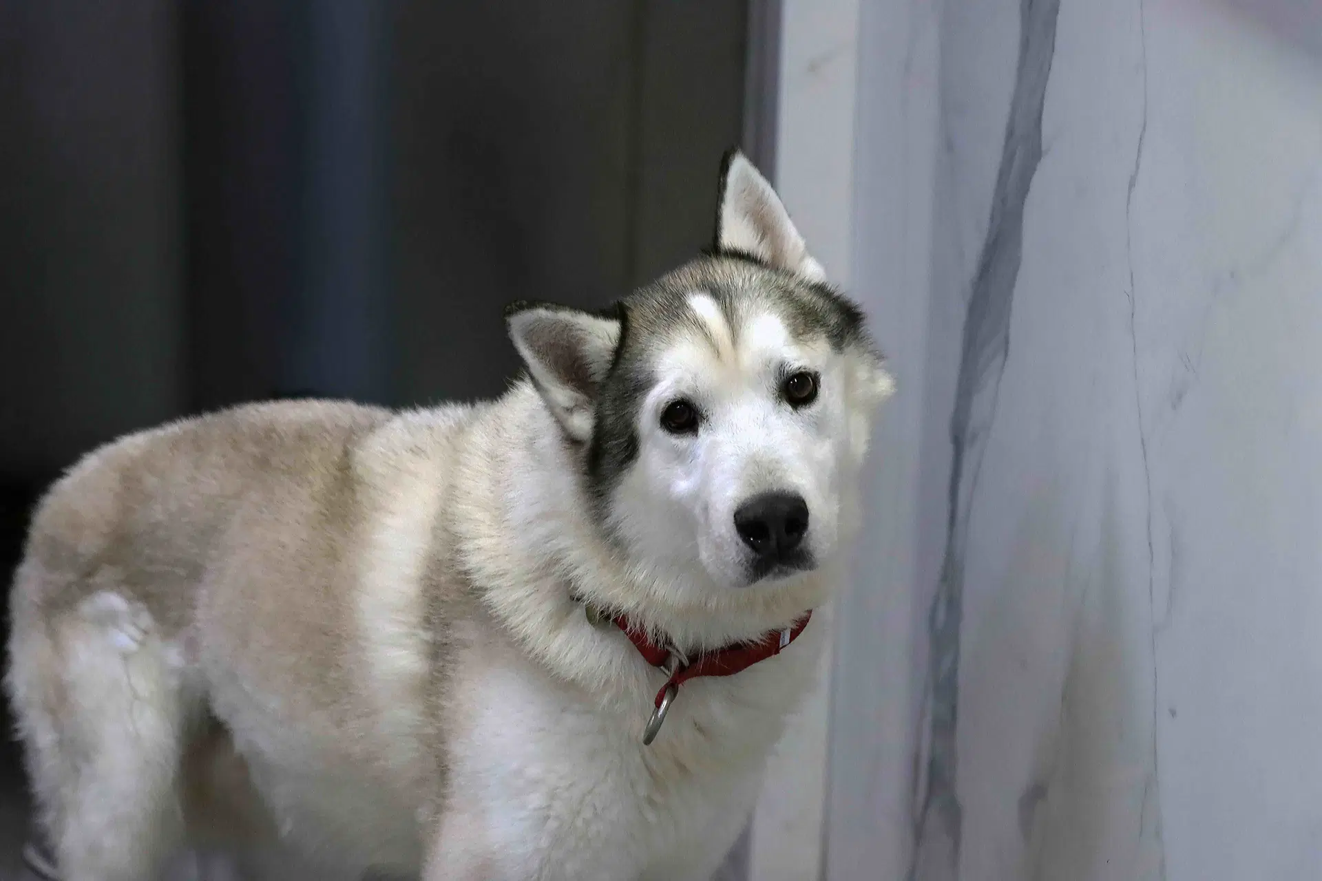 Patrick - Siberian Husky