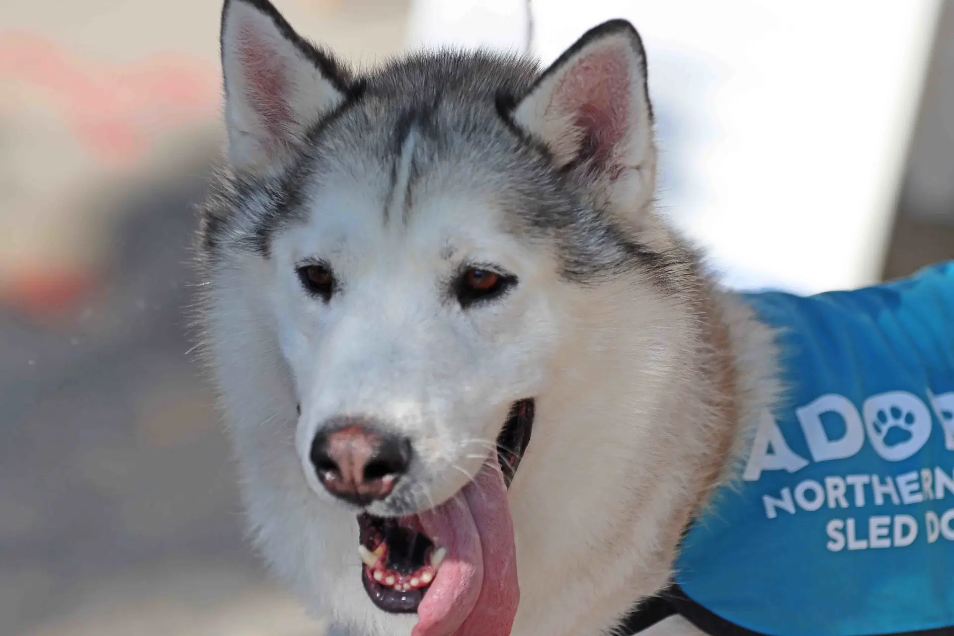 Patrick - Siberian Husky