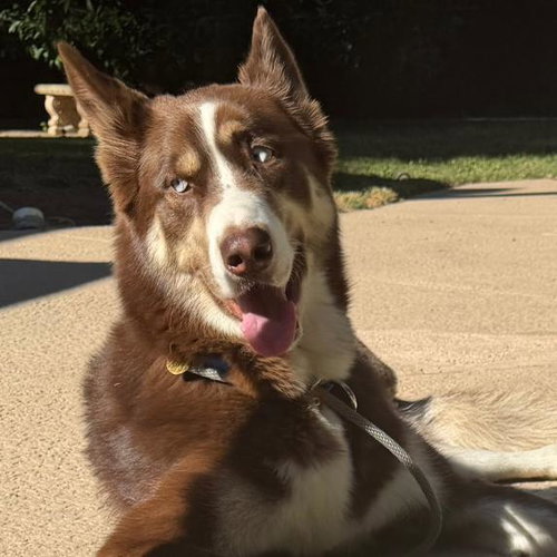 Blaze photo 6