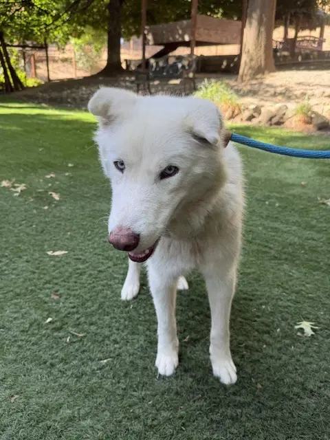 Cloud - Siberian Husky