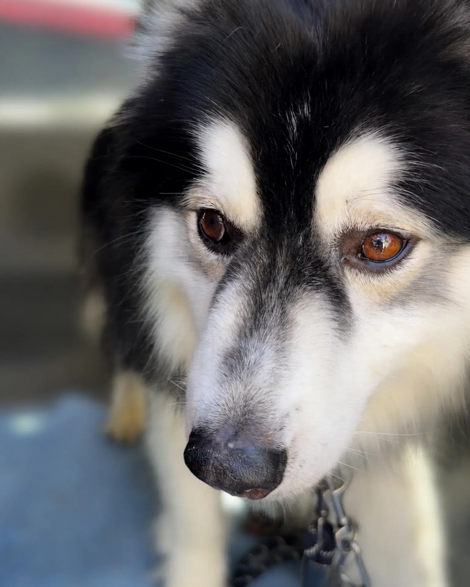 Aspen - Siberian Husky