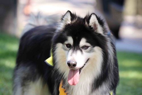Aspen photo 4