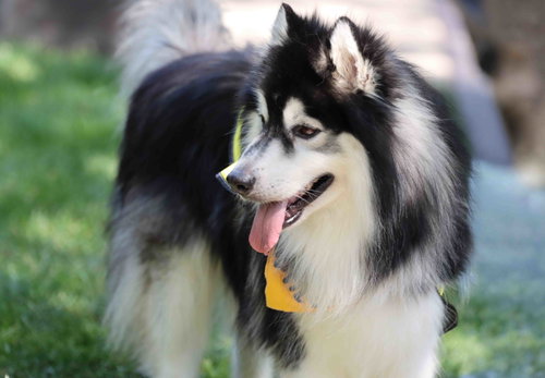 Aspen photo 5