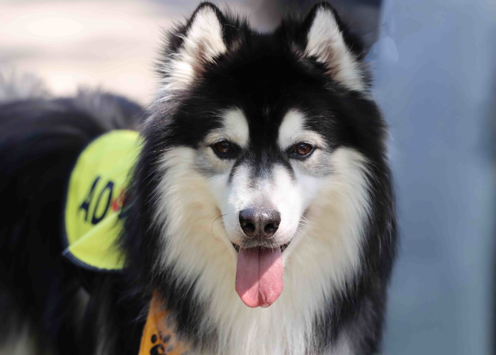 Aspen, photo 7