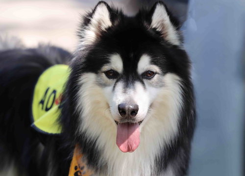 Aspen photo 6