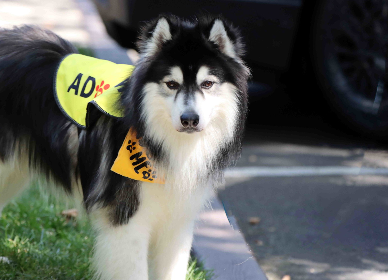 Aspen, photo 10