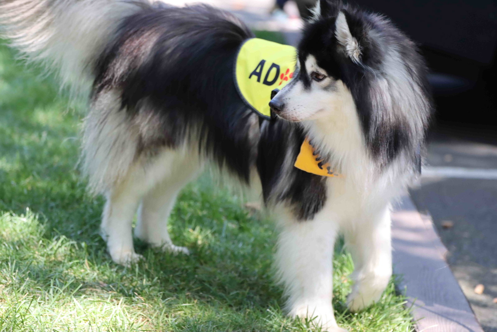 Aspen, photo 11