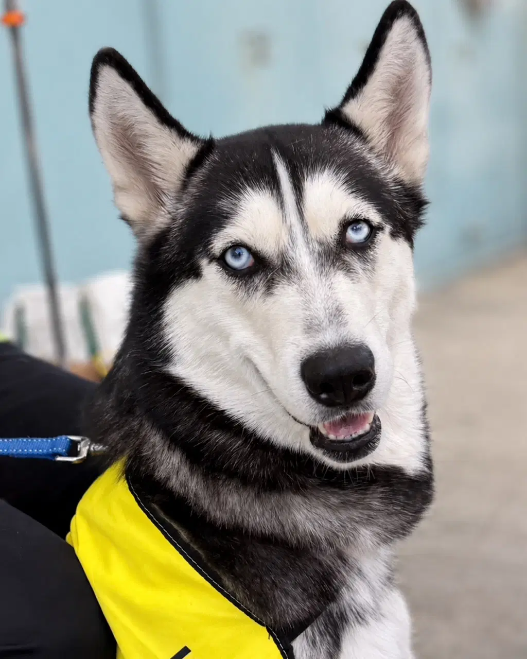 Stella - Siberian Husky
