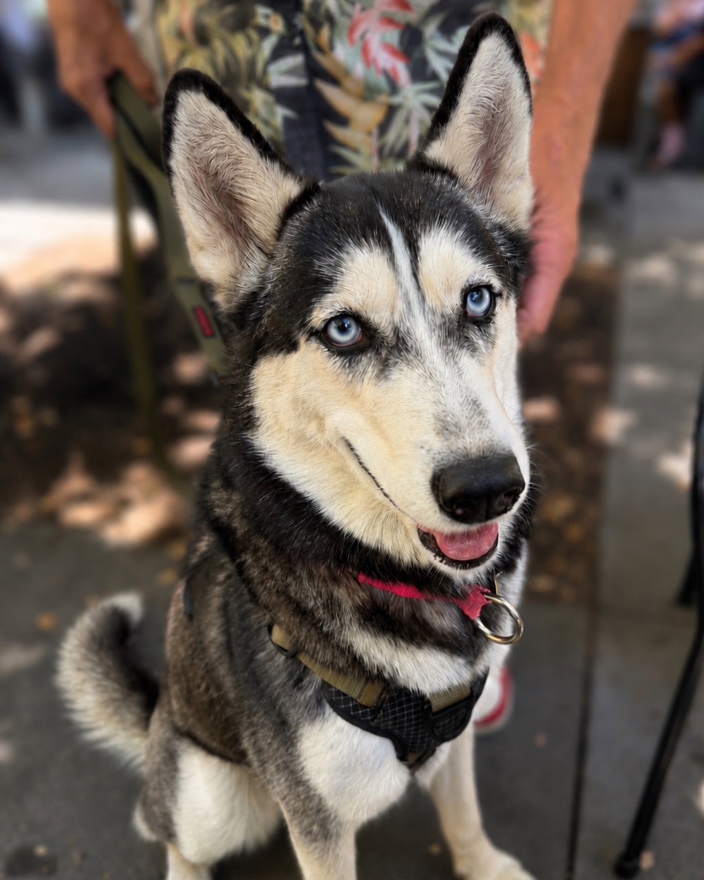 Stella, photo 12