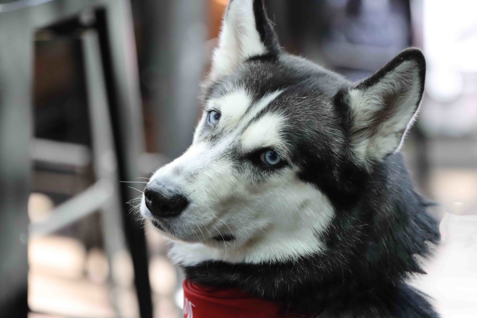 Stella, photo 5