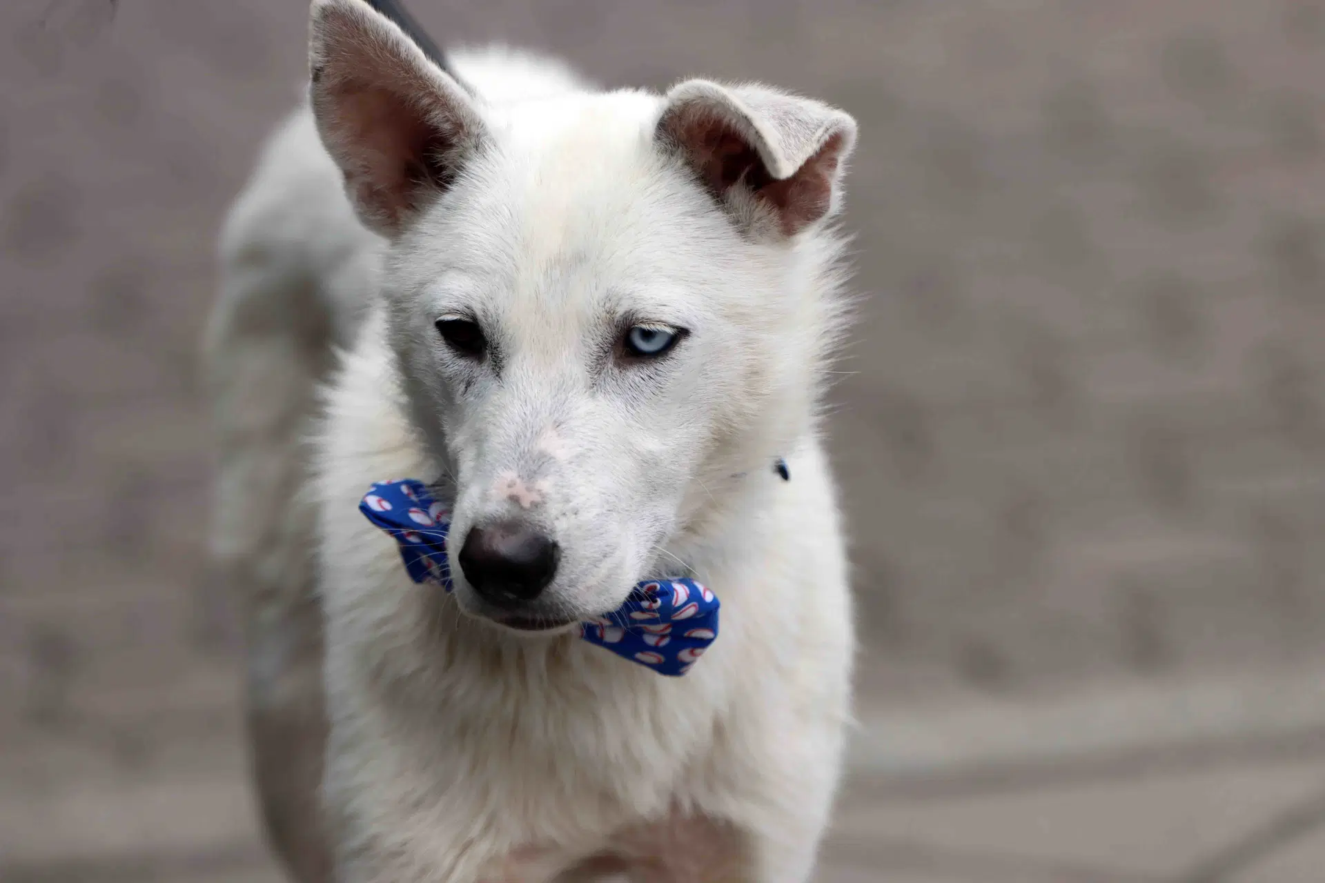 Titan - Siberian Husky