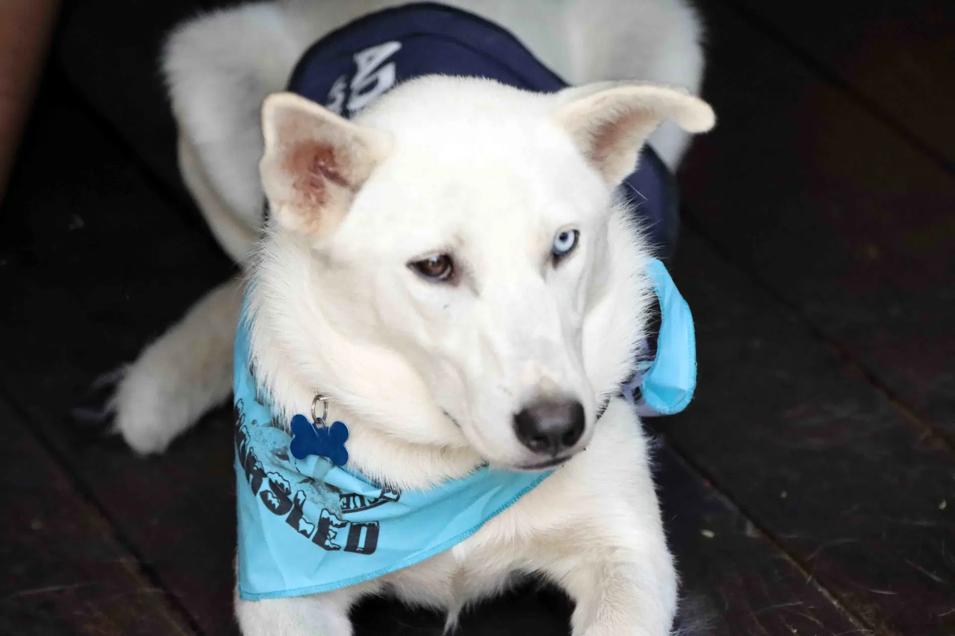Titan - Siberian Husky