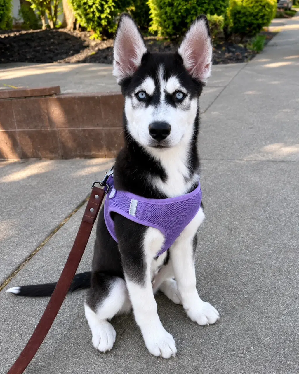 Chrissy - Siberian Husky