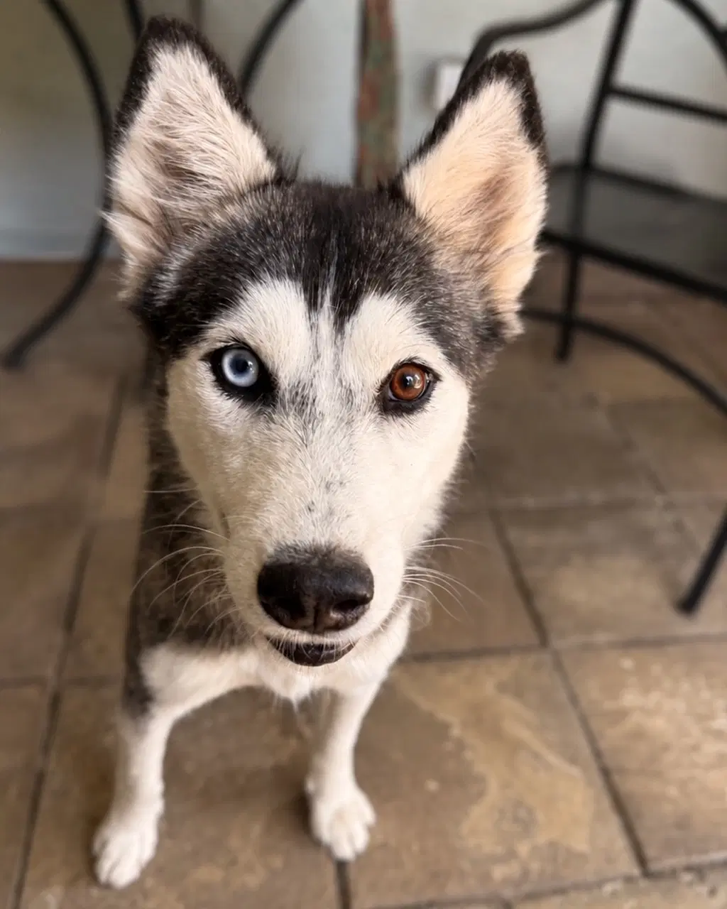 Miffy - Siberian Husky