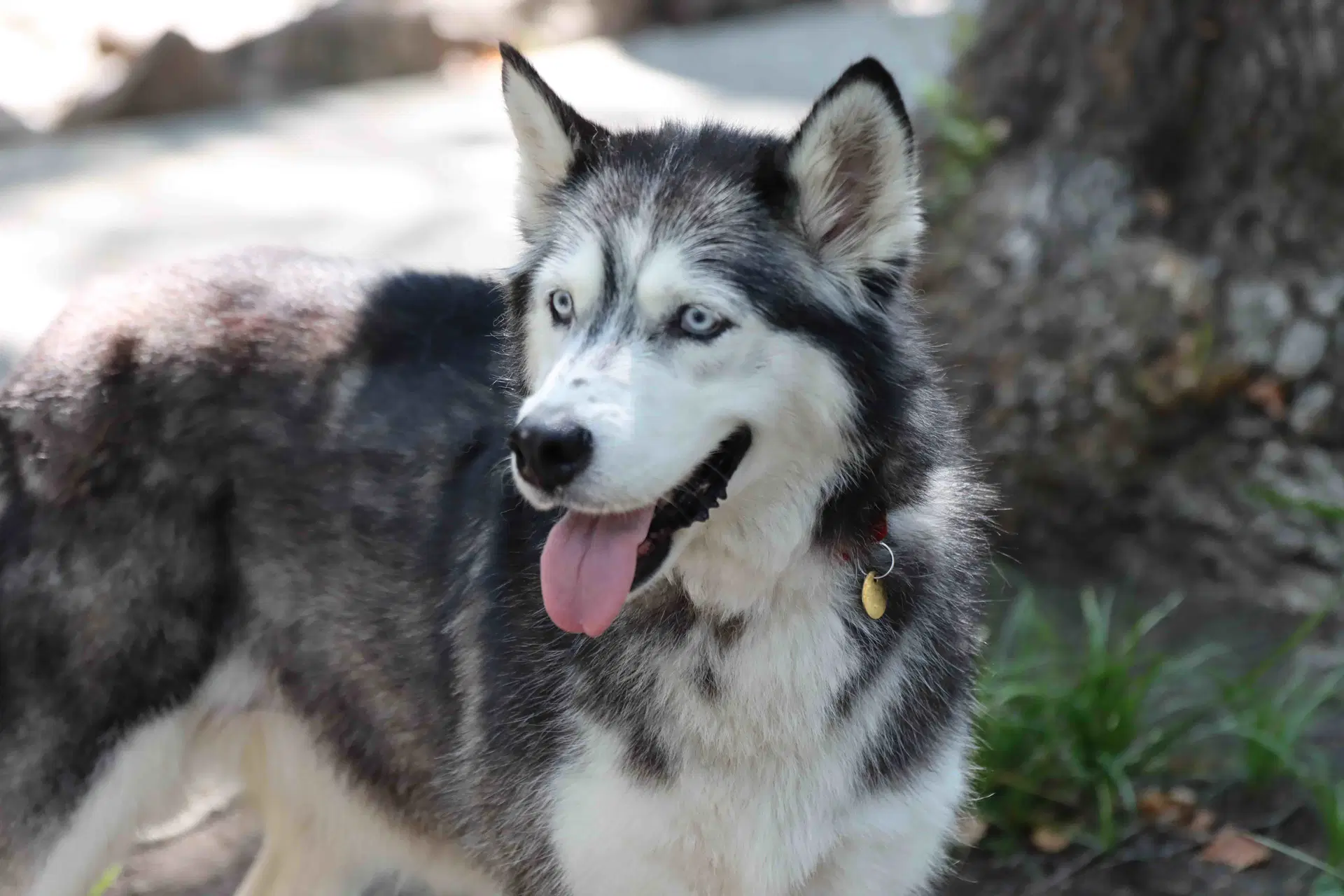 Snowcone - Siberian Husky
