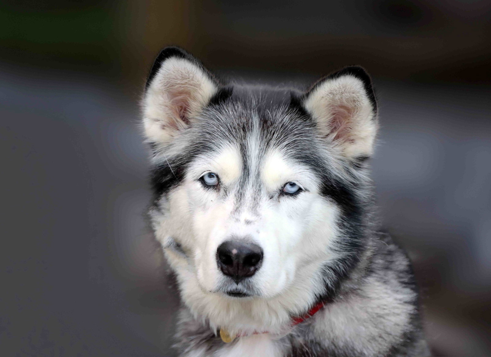 Snowcone, Siberian Husky