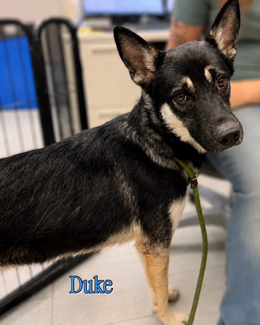 Duke