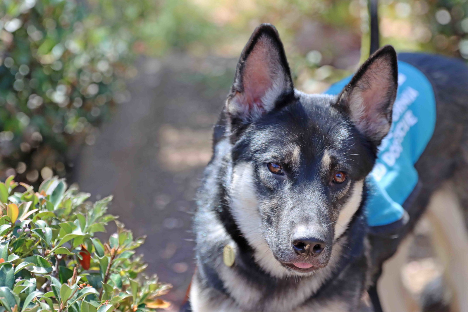 Duke, Siberian Husky