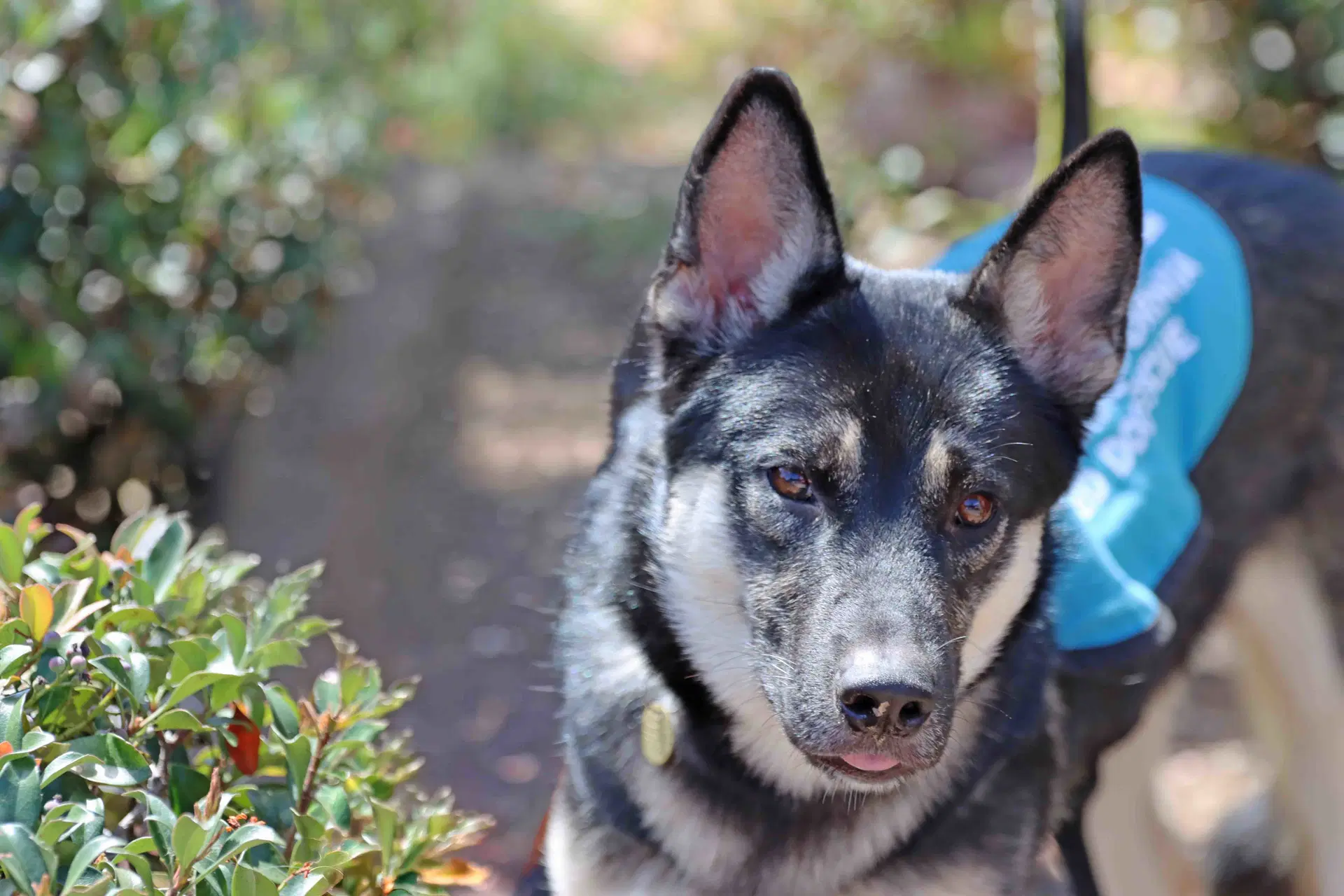Duke - Siberian Husky
