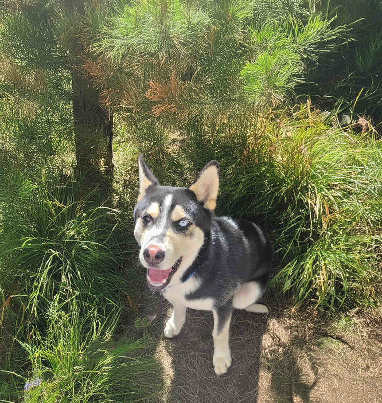Baja, Siberian Husky