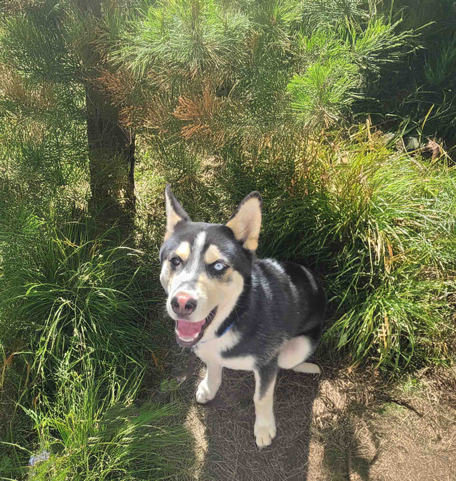 Baja - Siberian Husky