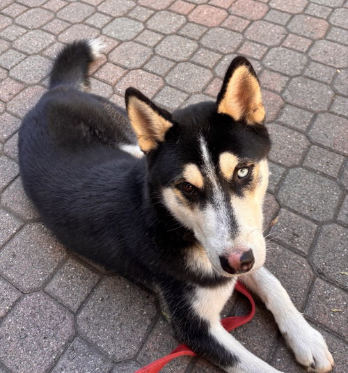 Baja, Siberian Husky / Mixed