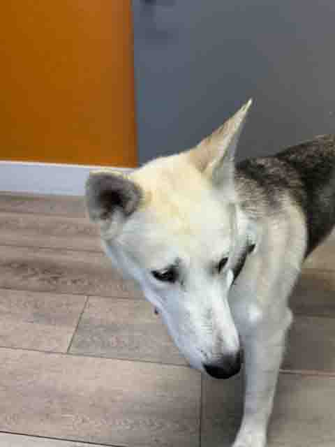 Tonto, Siberian Husky