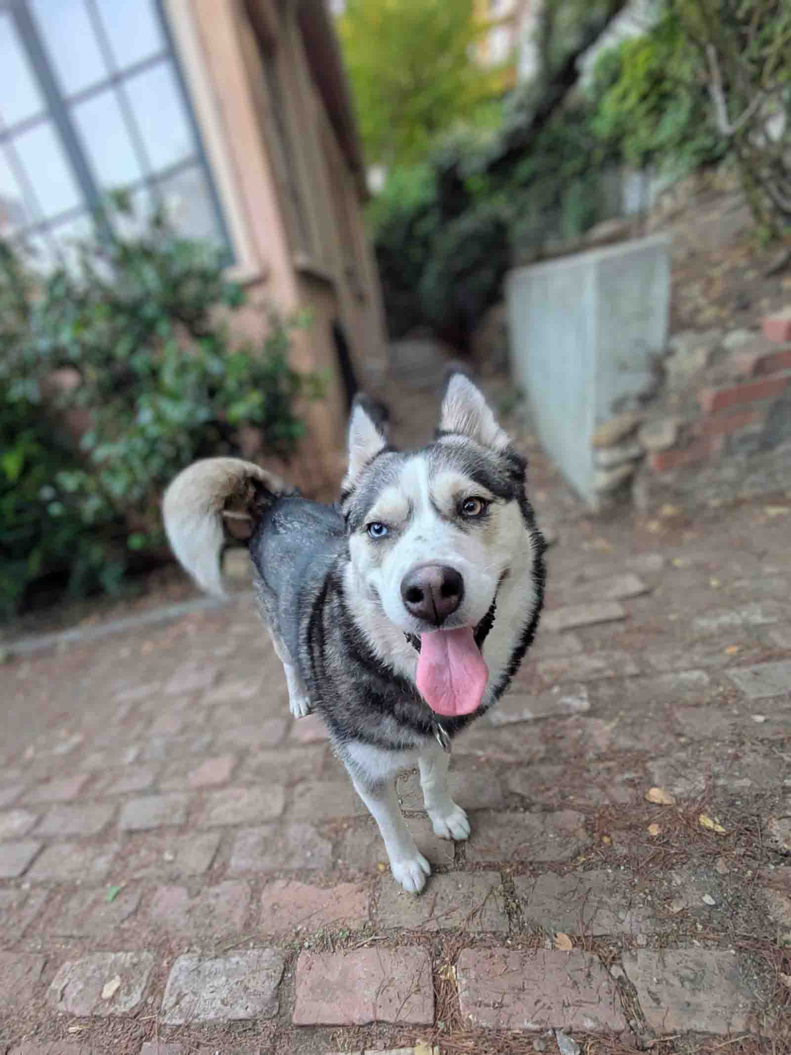 Freya - Siberian Husky