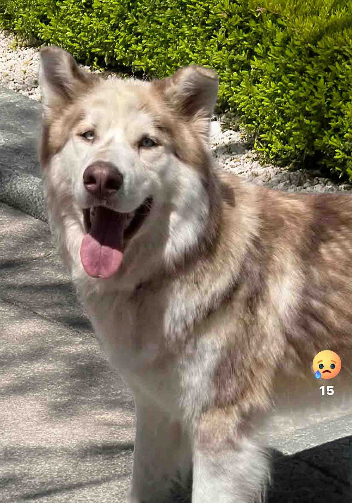 Freddie - Alaskan Malamute