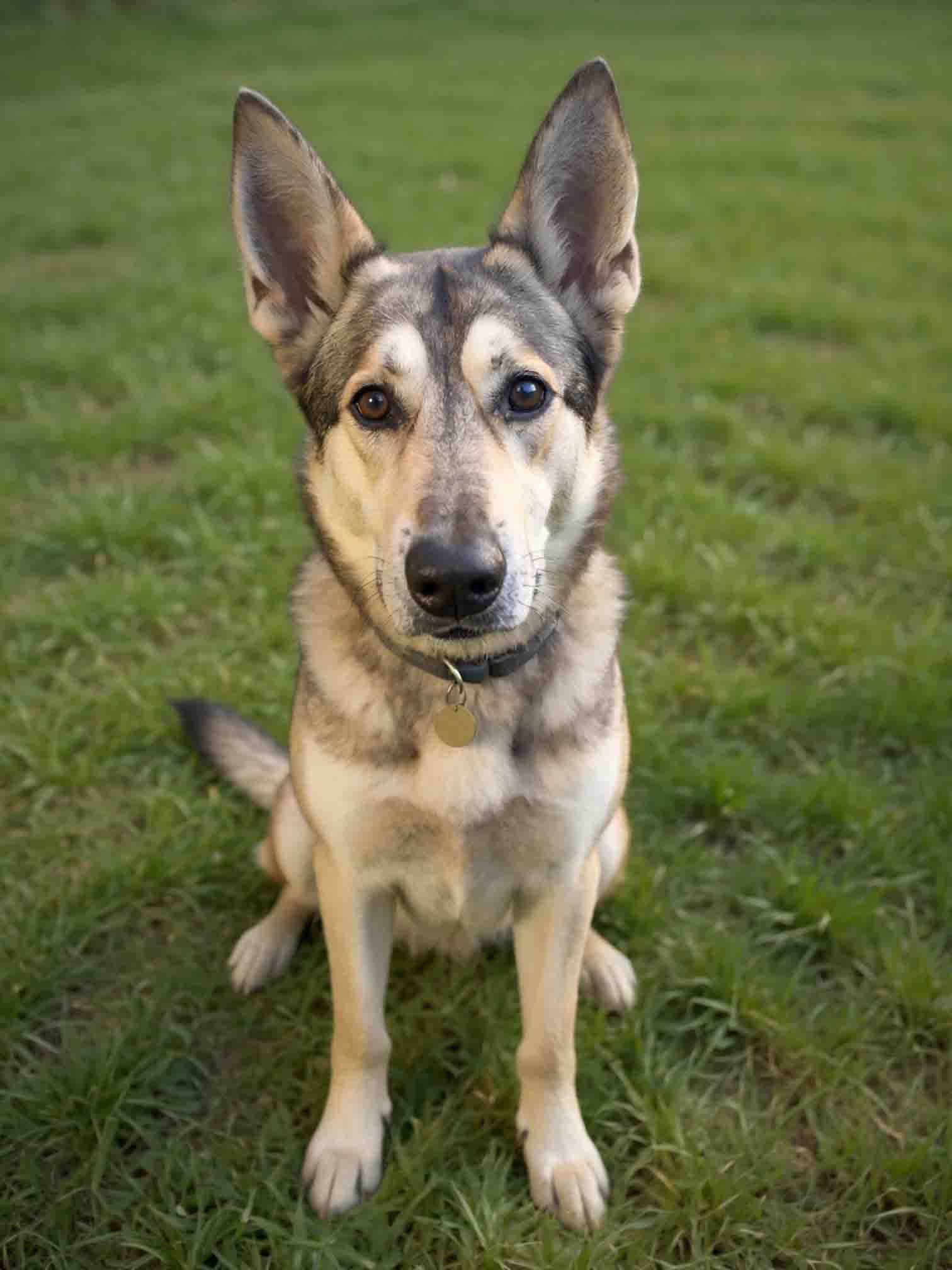 Louis, Siberian Husky