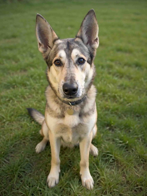 Louis, a dog for adoption from Northern California Sled Dog Rescue