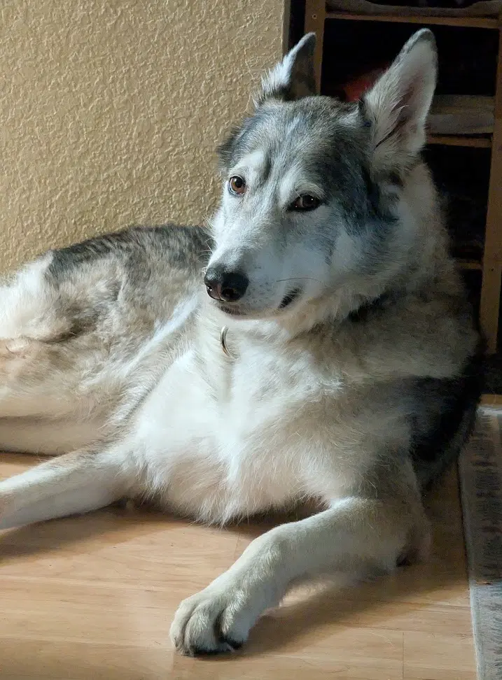 Queen Maeve - Siberian Husky