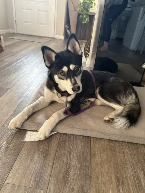 Zoey - Siberian Husky
