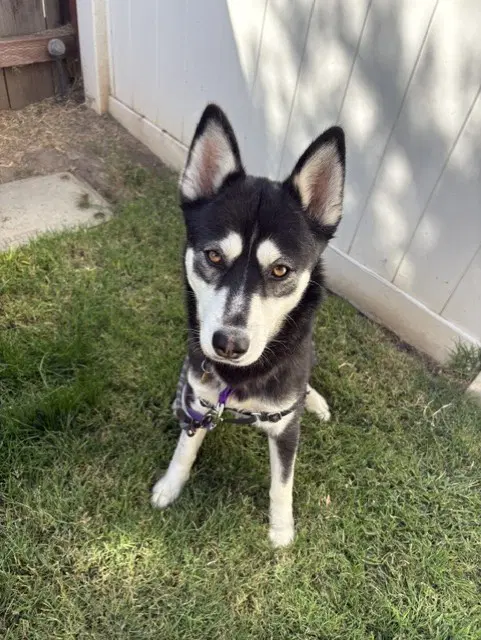 Zoey image 2