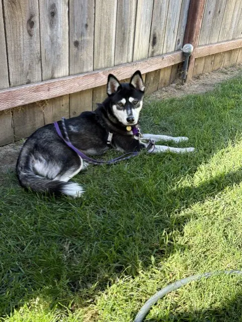 Zoey image 3