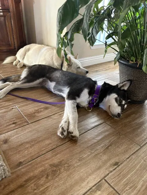 Zoey image 4