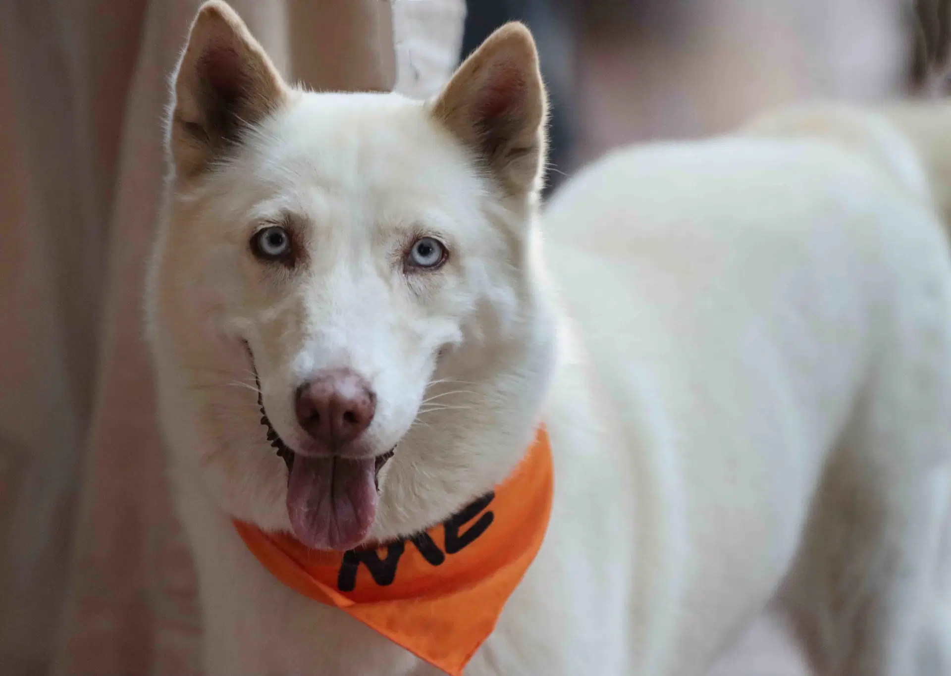 Snow - Siberian Husky