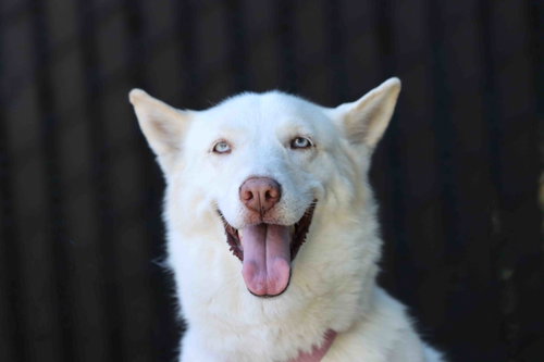 Snow, Siberian Husky (short coat)
