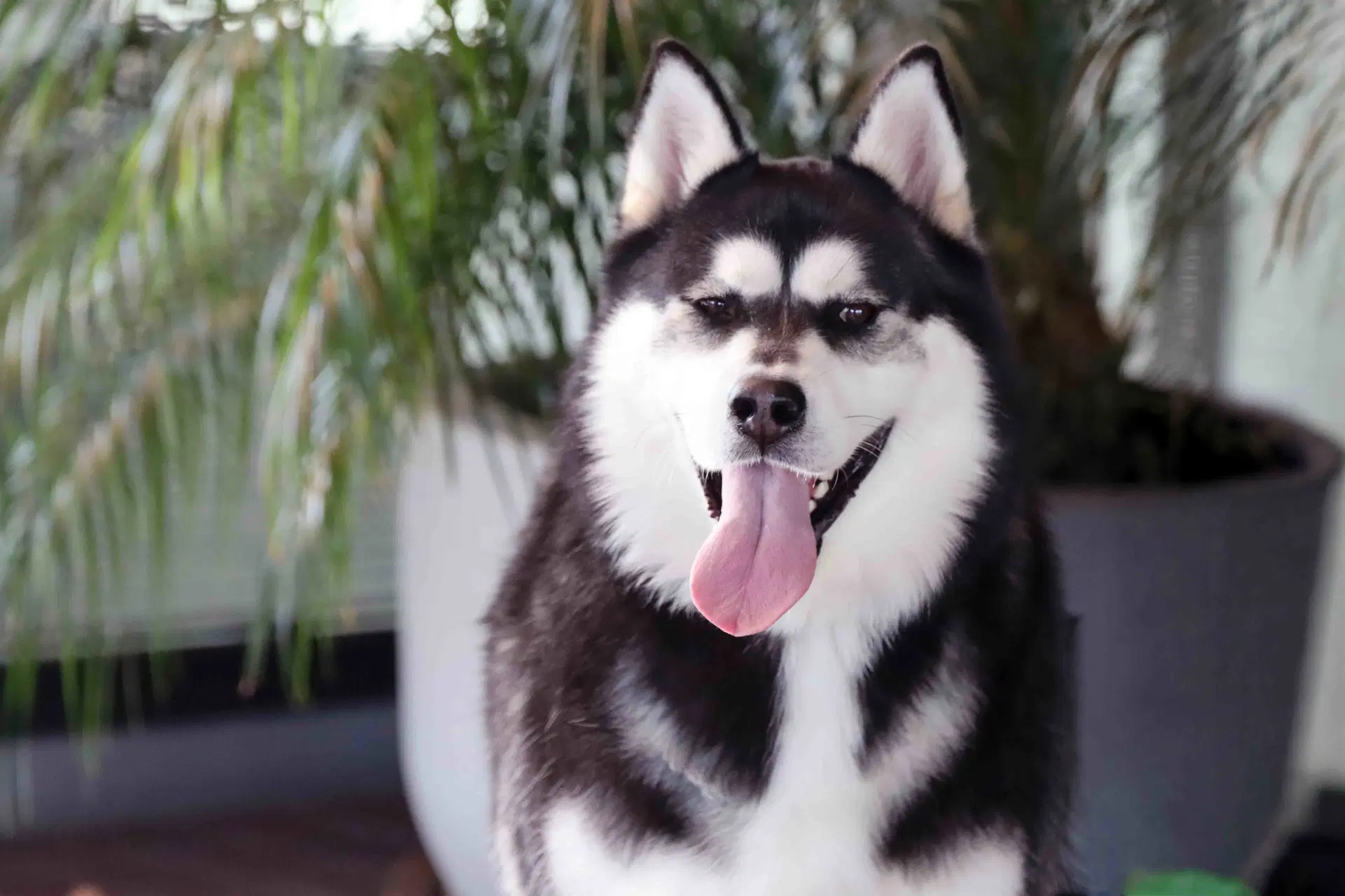 Max - Alaskan Malamute