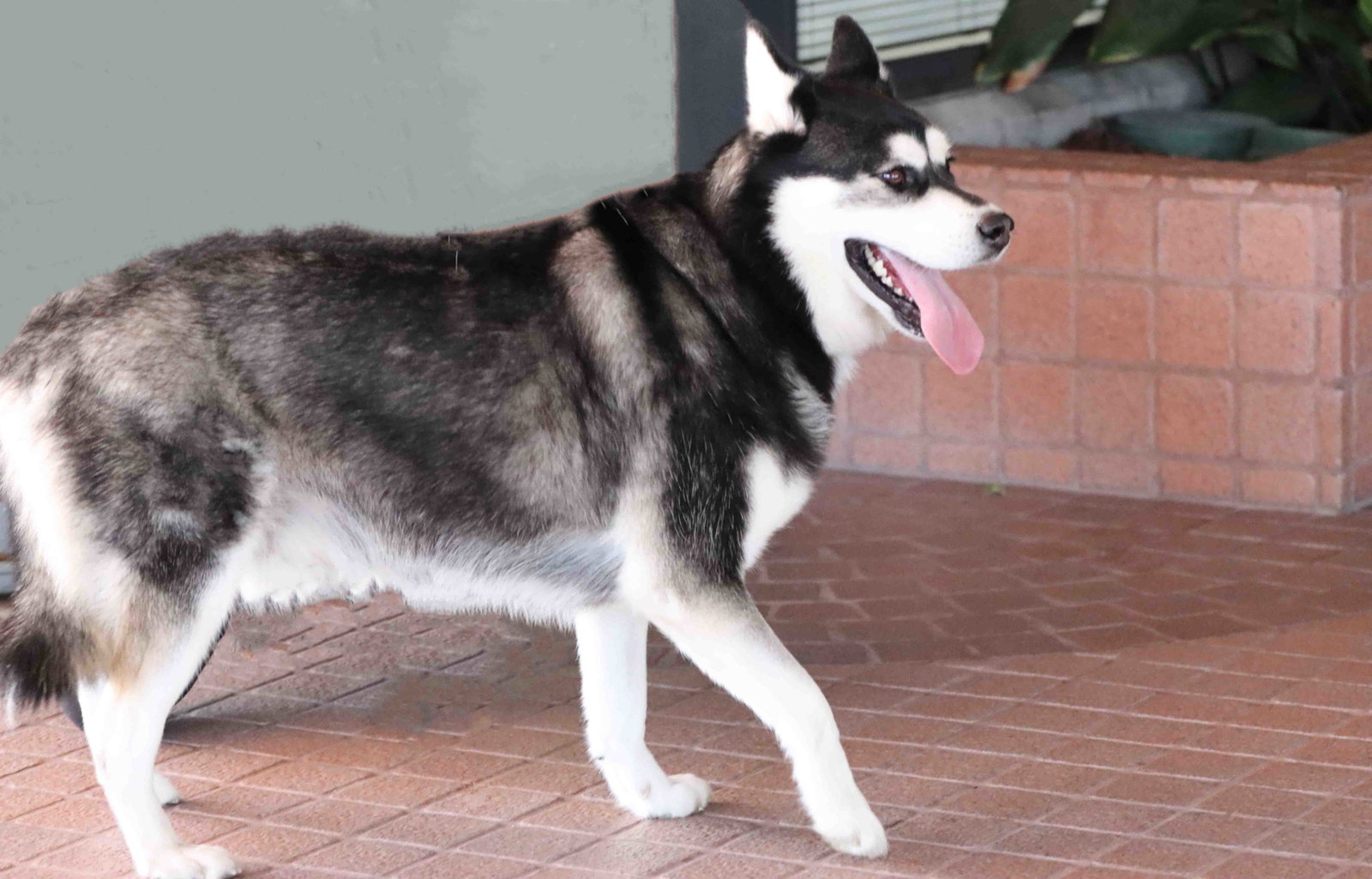 Max, photo 7