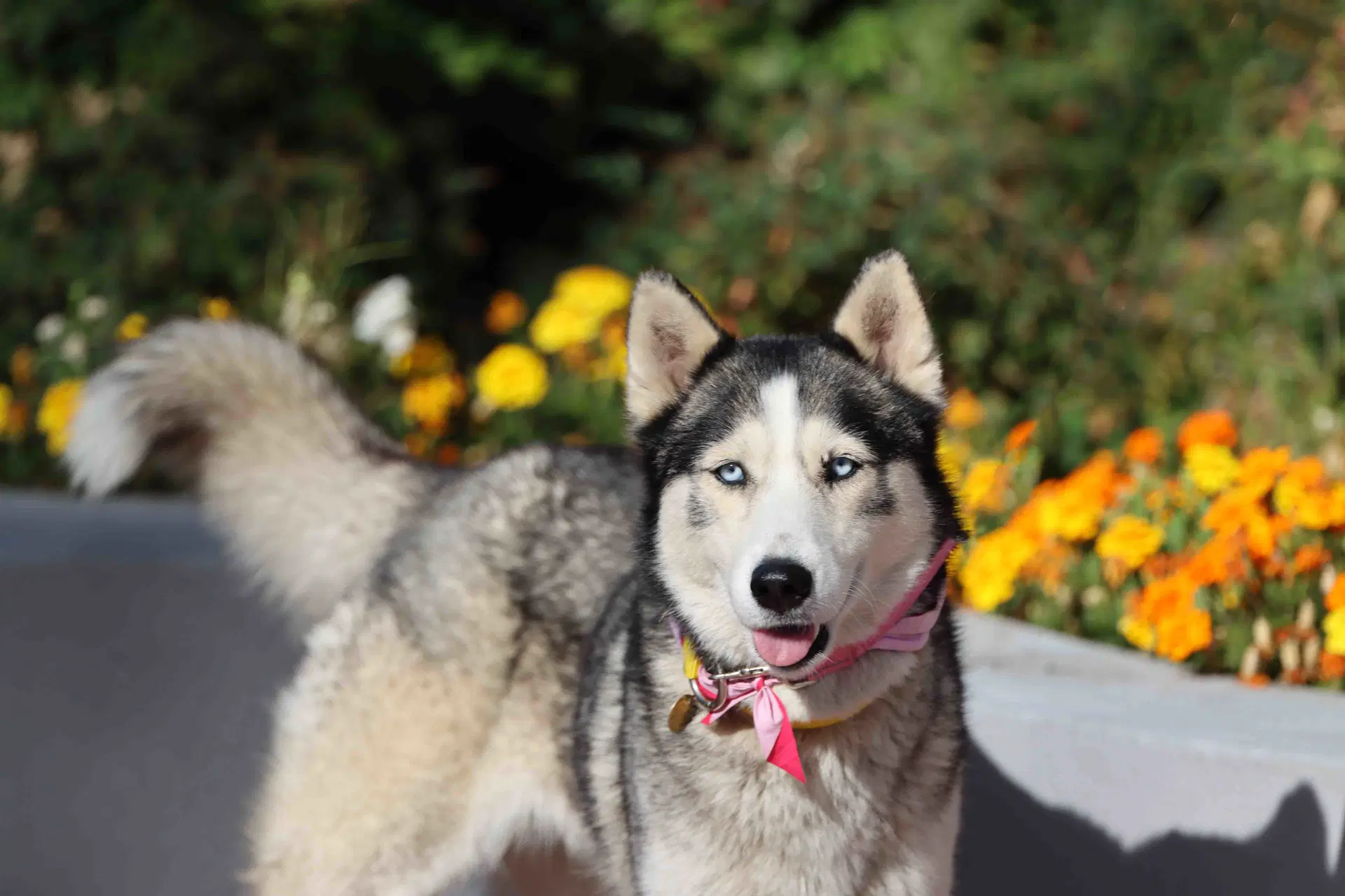 Nikki image 4