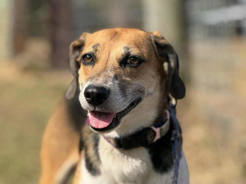 Jess, an adoptable Hound in Youngsville, NC