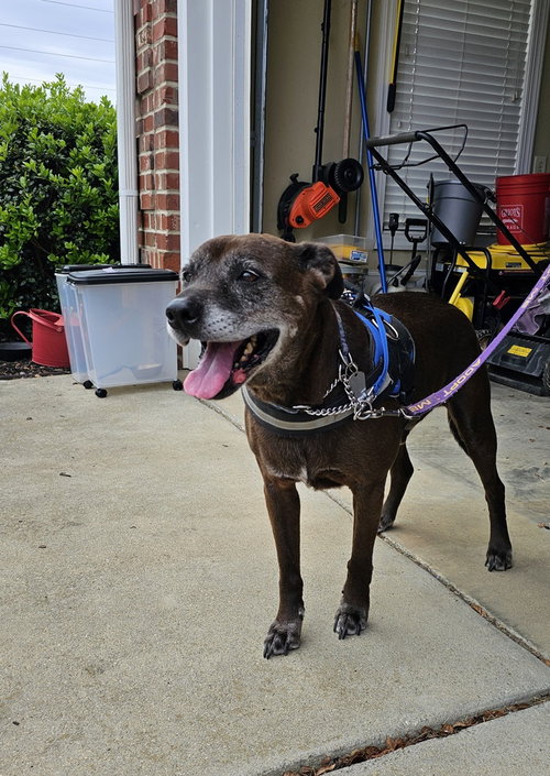 Halo, an adoptable Labrador Retriever in Youngsville, NC