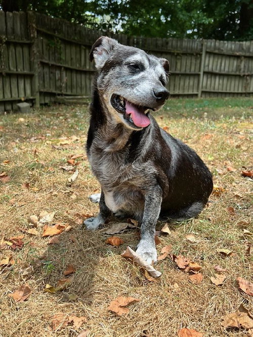 Shadow & Sandy BONDED PAIR