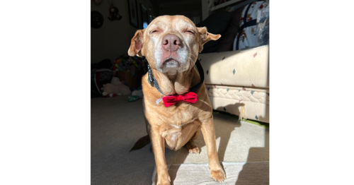 Sandy & Shadow BONDED PAIR