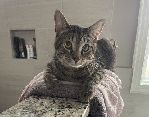 Dusty, an adoptable Domestic Short Hair in Youngsville, NC