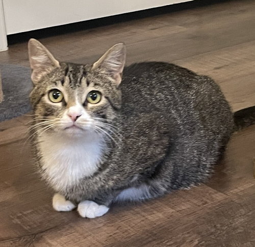 Misty-Adopt or Foster to Adopt, Adult Domestic Short Hair, cat for adoption in Rocky Mount, North Carolina