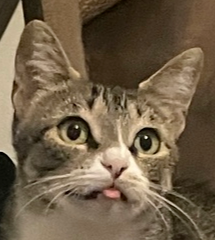 Misty-Adopt or Foster to Adopt, an adoptable Domestic Short Hair in Youngsville, NC